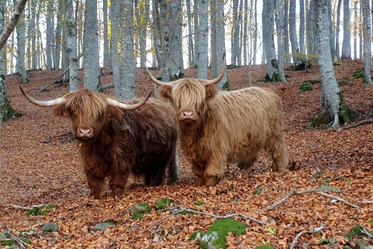 Union Française des Éleveurs de Scottish Highland Cattle - Accueil