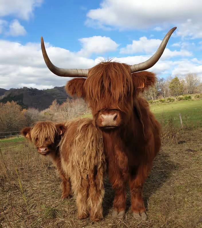 highlandcattle france -vache-veau