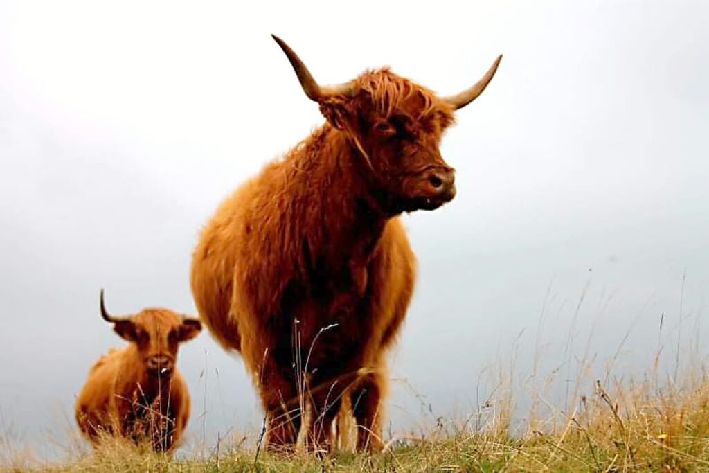 deux vaches highland cattle UFESHC