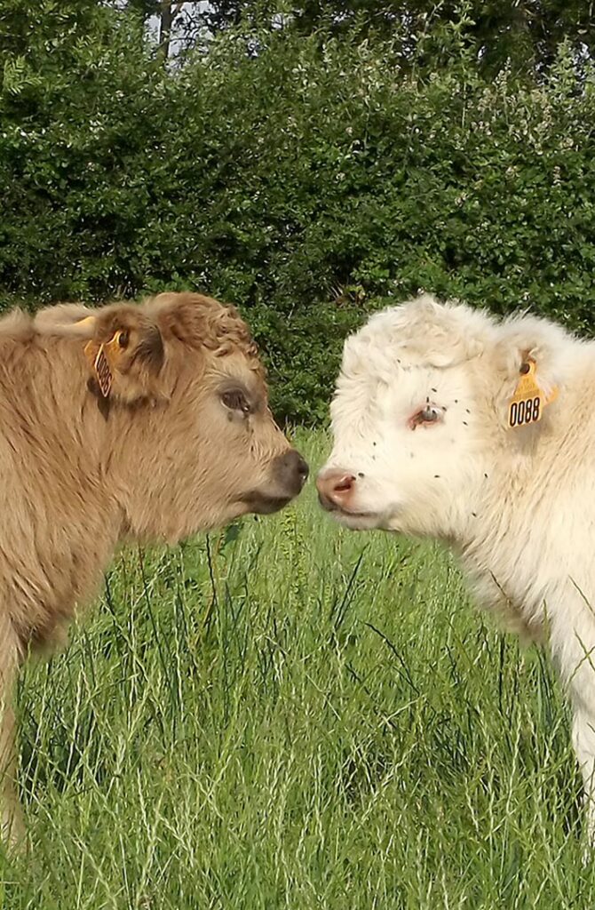veaux highland cattle france face à face