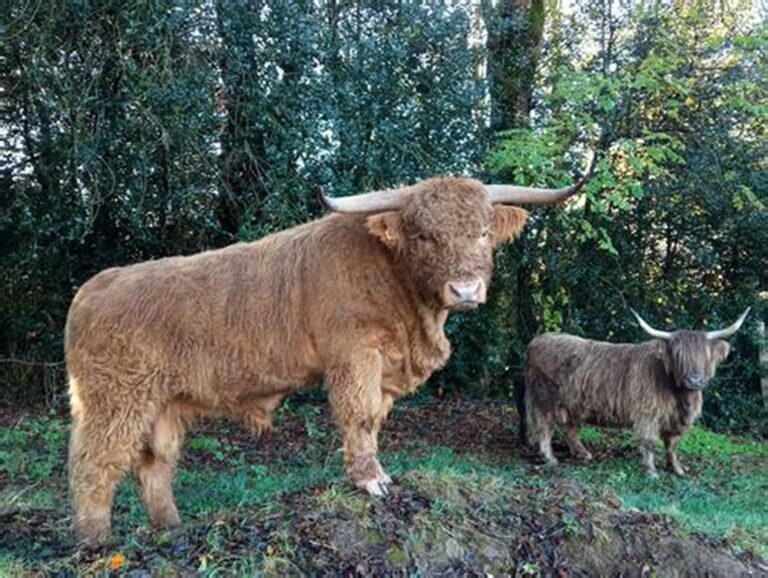 élevage des grands champs - taureau Highland cattle