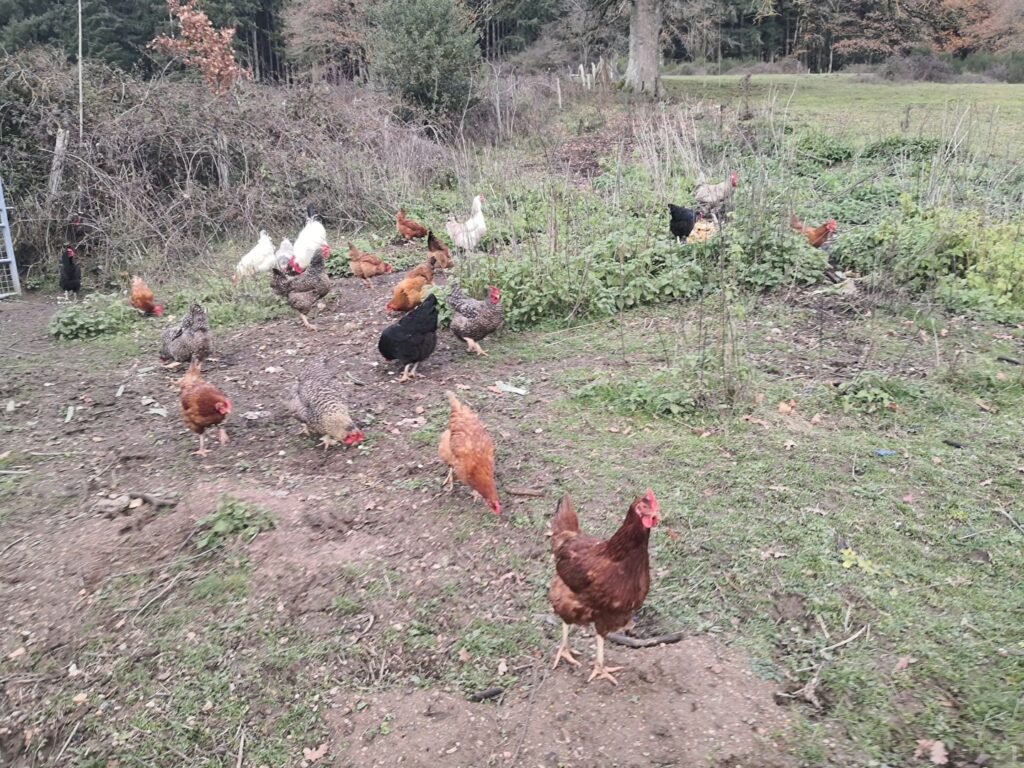 élevage des grands champs - poules basse cour