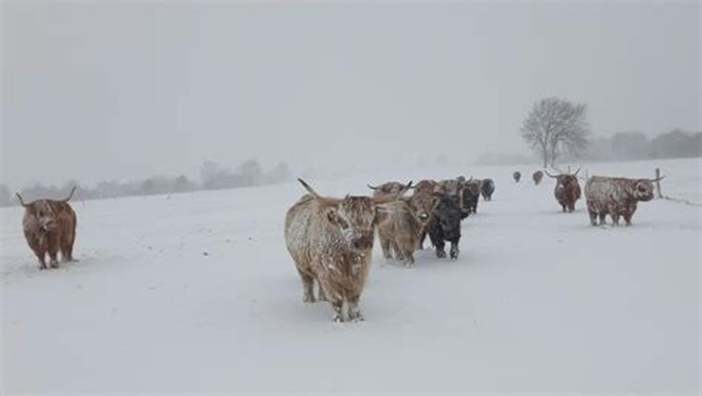 élevage des grands champs - vaches highland sous la neige